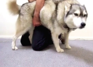 Beautiful doggy is trying nasty bestiality XXX
