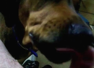 Dog licks a hard dick in close-up