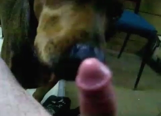 Dog licks a hard dick in close-up