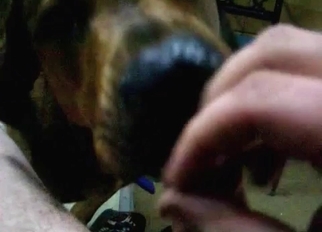 Dog licks a hard dick in close-up
