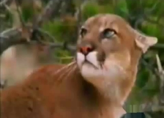 Wild angry cats having nice sex