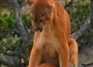 Wild angry cats having nice sex