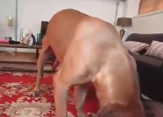 Small brown labrador in amazing bestiality XXX
