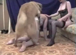 Big trained dog in amazing bestiality XXX