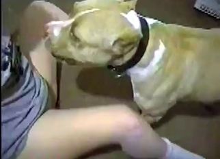 Beauty doggy in amazing bestiality XXX