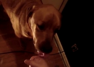 Letting this dog suck his meaty cock