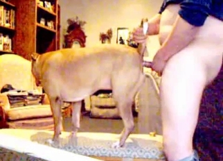 Chubby dog fucked by its chubby owner