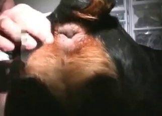 This animal takes it like a champ