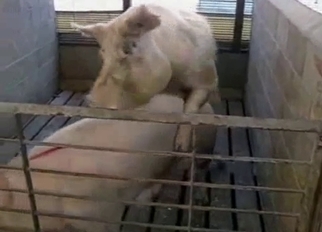 Impressive pig and a hot gf fuck in the old cage