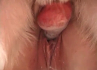 Sexually repressed dog and its cock