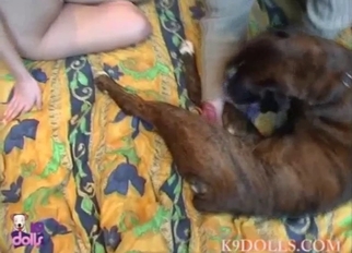 Dog licks her wide-opened tight pussy on camera