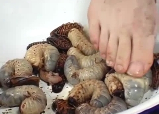 Crazy Asian bestiality with insects