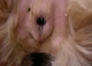 Fucking small tight anus of a hot dog
