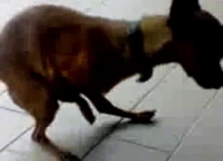 Cute small pet in amazing amateur Zoo porn