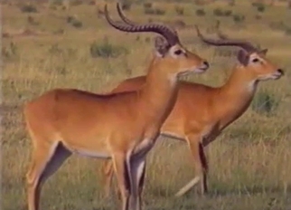 Wild animals having amazing sex on cam