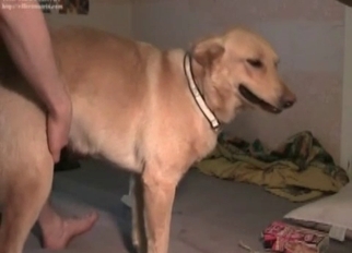 Fucking my doggy early in the morning