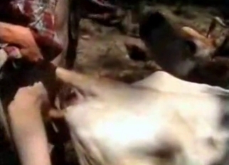 Outdoors bestiality with a kinky cow