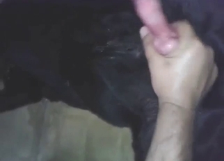 Black dog has a male devouring its red rocket