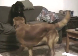 Brown dog wants to bait black dog into fucking it