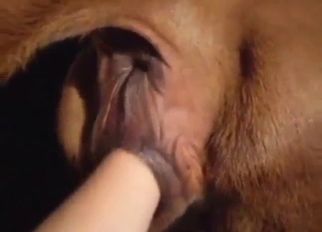 Fisting with a big fucking beast taking it anally