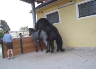 Black horse is going to fuck a slutty mare deep