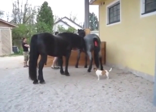 Black horse is going to fuck a slutty mare deep