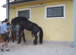 Black horse is going to fuck a slutty mare deep