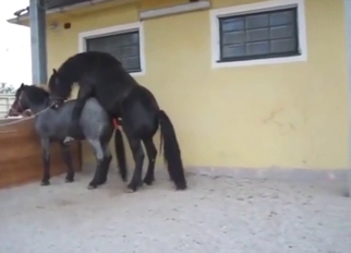 Black horse is going to fuck a slutty mare deep