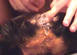 Creamy pussy for a dog: big cumshot looks hot