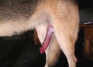 Real orgasms with a Shepherd dog, it's so sexy