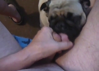 Chubby dude lets this dog eat his asshole in POV