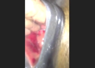 Mare has its red pussy fisted up close in POV
