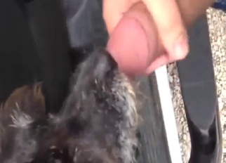 Bestiality sex with a sensational facial for a dog