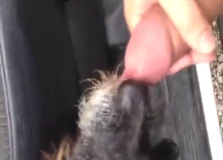 Bestiality sex with a sensational facial for a dog