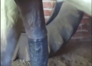Zoophile porn with a donkey showing its penis