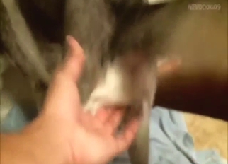 Zoo porn with a slutty beast taking hard penis