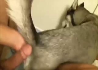 Zoo porn with a slutty beast taking hard penis