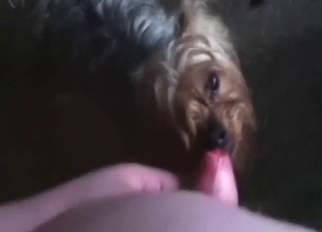 Zoo XXX with a dog that fucks a complete stranger