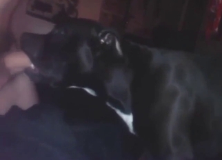 Zoophile action with a dog deepthroating dick