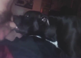 Zoophile action with a dog deepthroating dick