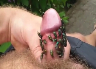Zoophile porn showing guy who is covered in flies