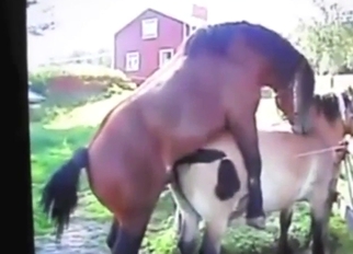 Wild fuck with a yellow Lab that gets gaped