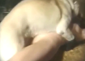 Zoo sex in missionary with a wet slit