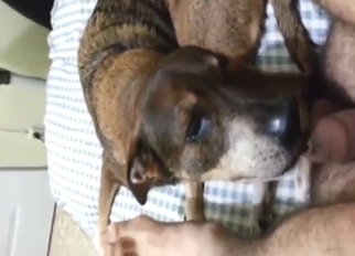 Zoo XXX with a hairy DILF and dog