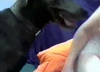 Ass to ass bestiality fuck with brunette