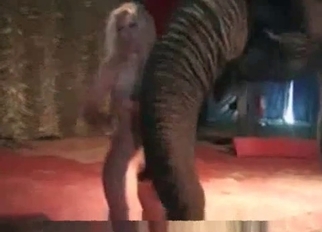 Busty babe is playing with a huge elephant