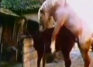 Two hot horses have passionate bestiality sex