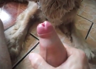 Doggy licking my dick with pleasure and love