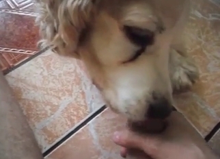 Doggy licking my dick with pleasure and love