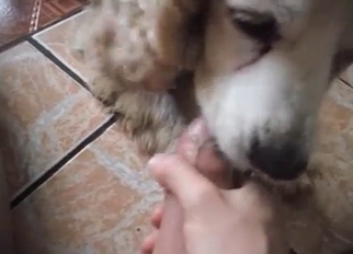 Doggy licking my dick with pleasure and love